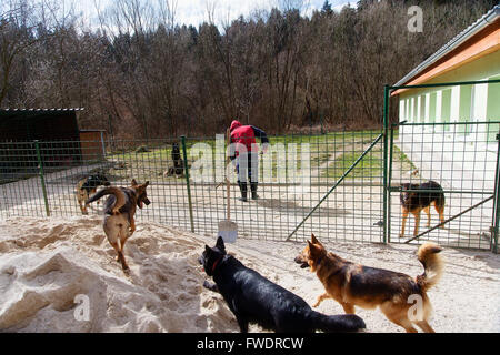 Tägliche Routinearbeiten im Tierheim mit einem Mann und ein paar Hunde Stockfoto