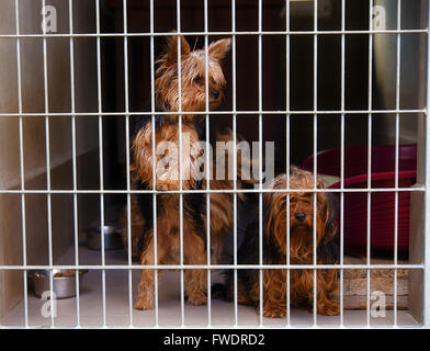 zwei niedliche verirrten Hunde im Tierheim Stockfoto