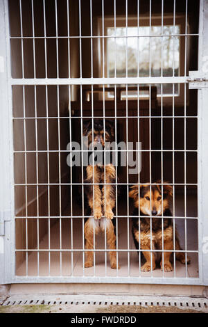 zwei niedliche verirrten Hunde im Tierheim Stockfoto