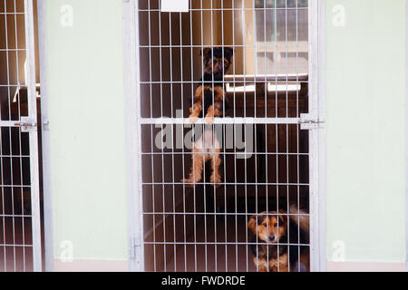 zwei niedliche verirrten Hunde im Tierheim Stockfoto