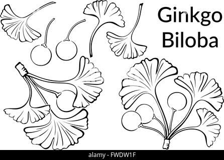 Ginkgo Biloba Blätter Piktogramme Stock Vektor