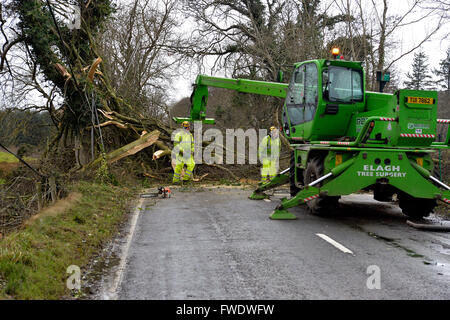Clearing-Bäume gefällt durch Stürme zwingen Winde in Londonderry, Nordirland. Stockfoto