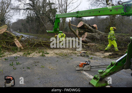 Clearing-Bäume gefällt durch Stürme zwingen Winde in Londonderry, Nordirland. Stockfoto