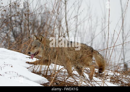 Laufende Wolf im Schnee, Weißrussland Stockfoto