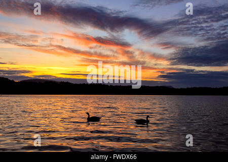 Kanada Gänse paar Silhouette auf Elk See bei Sonnenuntergang-Victoria, British Columbia, Canada. Stockfoto