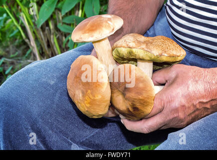 Der Mann hält die gesammelten Pilze im Wald große. Stockfoto