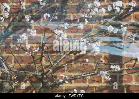 Kunststoff-Bildschirm Aprikose Delicot Flavorcot Blüte im RHS Wisley Gardens zu schützen. Surrey, UK Stockfoto