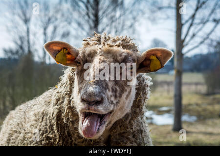 Widder zeigt eine Zunge Stockfoto