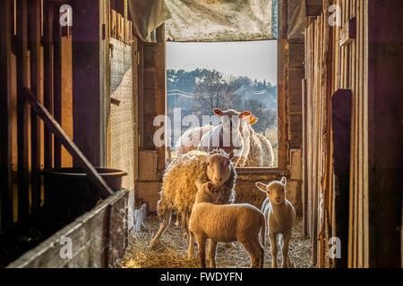 Schaf Familie stehen in einer Scheune Stockfoto