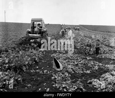 Frauen Kartoffel Ernte Ernte Großbritannien 1962 1960s Kinder spielen, während Mütter auf Farm zu arbeiten. Stockfoto