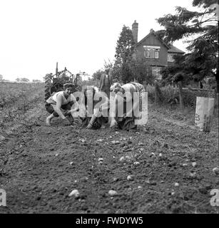 Frauen, die Kartoffeln sammeln, die in Großbritannien 1962 1960er Jahre Kartoffeln pflücken Stockfoto