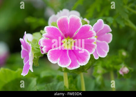 Primula Obconica Libre. Deutsche Primel Stockfoto