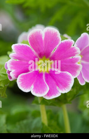 Primula Obconica Libre. Deutsche Primel Stockfoto