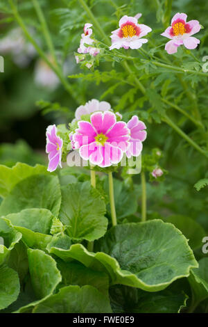 Primula Obconica Libre. Deutsche Primel Stockfoto