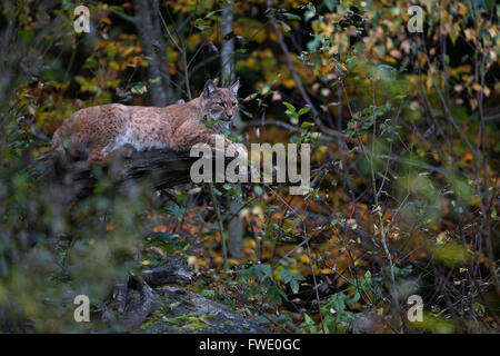 Eurasischer Lynx ( Lynx Luchs ), erwachsenes Tier, ruht auf einem gefallenen Baum mitten in herbstbunten Blättern, Europa. Stockfoto