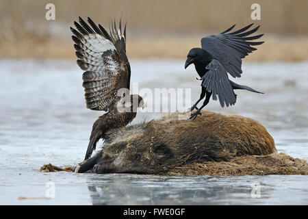 Die Größenverhältnisse zwischen einem gemeinen Rave ( Corvus corax ) und einem gemeinen Bussard ( Buteo buteo ), der sich miteinander streitet. Stockfoto