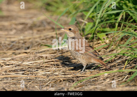 Red backed Shrike / Neuntoeter (Lanius Collurio), junger Vogel, sitzen auf dem Boden, auf der Suche nach kleinen Insekten. Stockfoto