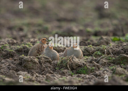 Aufmerksame grau Rebhühner / Rebhuehner (Perdix Perdix) sitzen in einer Pfanne im Boden eine Ackerfläche Zuschauern auf. Stockfoto