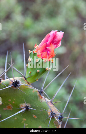 Kaktus oder gemeinsame Feigenkaktus Wooly und Blume und mehr Dornen Stockfoto