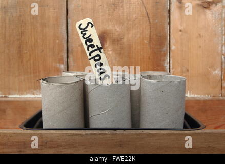 Sweet pea Samen gesät in Karton Toilettenpapier Glaskolben Anfang April, einheimischen Garten, England Großbritannien Stockfoto