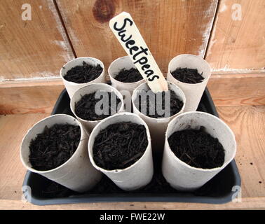 Wicken Samen (Spencer Sorte), die in WC Rollen Glaskolben, England UK Stockfoto