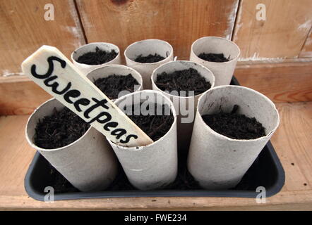 SWEETPEA Samen (Spencer Sorte), in Karton Toilette roll Glaskolben, England UK Stockfoto