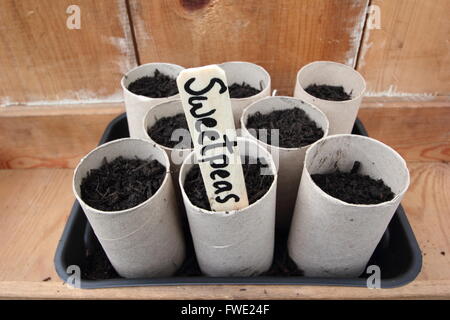 Wicken Samen (Spencer Sorte), die in WC Papprollen Glaskolben in Wohn Garten, England UK Stockfoto