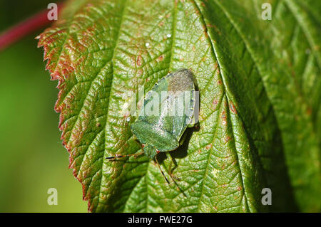 Green Shield Bug auf Himbeere Blatt. Stockfoto