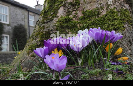 Krokusse blühen an der Unterseite eines Laubbaums auf ein Dorf am Straßenrand steht, Derbyshire England Großbritannien Stockfoto