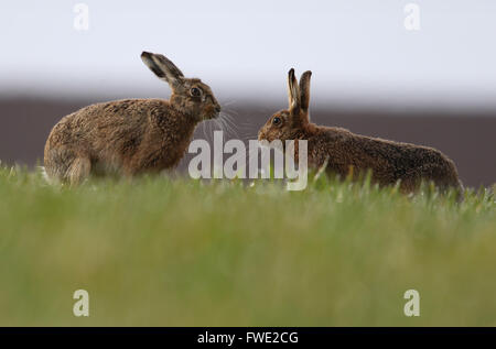 Mad März Hasen! Europäische oder braunen Hasen (Lepus Europaeus) "Boxen". Stockfoto