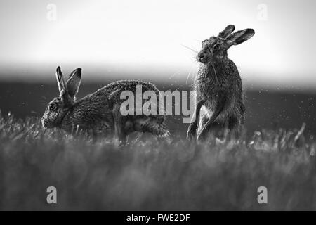 Mad März Hasen! Europäische oder braunen Hasen (Lepus Europaeus) "Boxen". Stockfoto