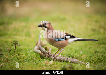 Jay in einem Feld. Eine so schöne und intelligente Vogel. Immer eine Bitte zu sehen, einer von diesen, besonders in der Nähe. Stockfoto