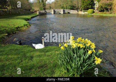 Ein Schwan und Enten auf den Fluss Wye in der Nähe der Sheepwash Brücke bei Ashford im Wasser; Peak District National Park, Derbyshire UK Stockfoto