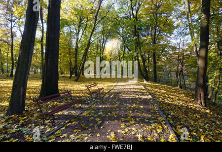 Schatten der Baumstamm auf Weg mit gelben Ahornblätter im Herbst Stadtpark übersät. Stockfoto