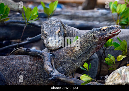 Komodo-Warane (Varanus Komodoensis) in Mangroven Gebiet, Rinca Insel Komodo National Park, Indonesien Stockfoto