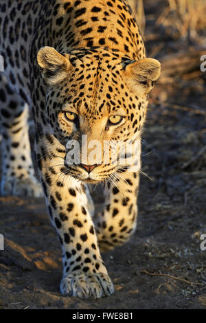 Leopard (Panthera Pardus) Khomas Region, Namibia, Afrika Stockfoto