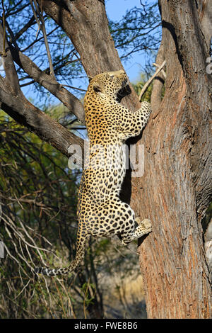 Leopard (Panthera Pardus) klettern Baum, Khomas Region, Namibia, Afrika Stockfoto