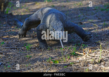 Komodo-Waran (Varanus Komodoensis), Insel Rinca, Komodo National Park, Indonesien, Asien Stockfoto