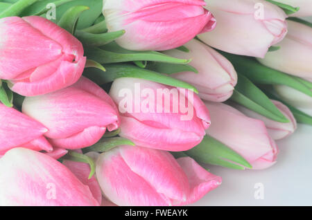 Closeup, rosa Tulpe Blumen Stockfoto