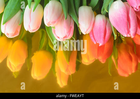 Closeup, rosa Tulpe Blumen Stockfoto