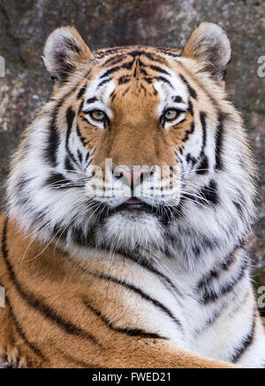 Männliche (Sibirien) Amur-Tiger, die Blickrichtung der Kamera Stockfoto