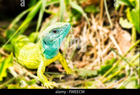 Nahaufnahme von einem männlichen europäischen Smaragdeidechse (Lacerta Viridis) Stockfoto