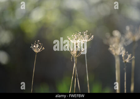 Einige trockene sterbender Pflanzen schoss mit einer geringen Schärfentiefe für glatte der Hintergrund jedoch unscharf. Stockfoto