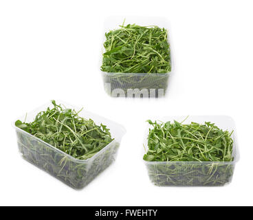 Raupe-Sativa-Rucola-Rucola-Salat Stockfoto