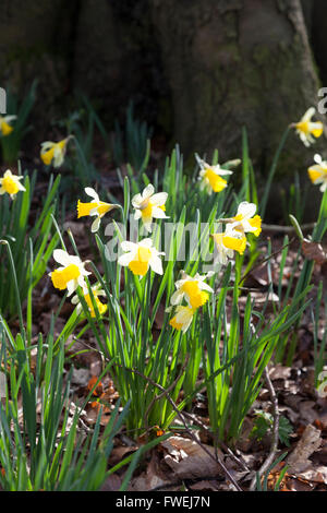 Wilde Narzissen (Narcissus pseudonarcissus) wachsen im Frühjahr im Betty DAWs Wood Nature Reserve, in der Nähe von Dymock, Gloucestershire UK Stockfoto