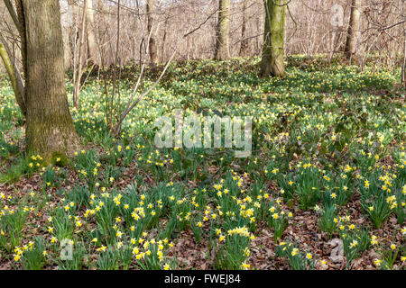 Wilde Narzissen (Narcissus pseudonarcissus) wachsen im Frühjahr im Betty DAWs Wood Nature Reserve, in der Nähe von Dymock, Gloucestershire UK Stockfoto
