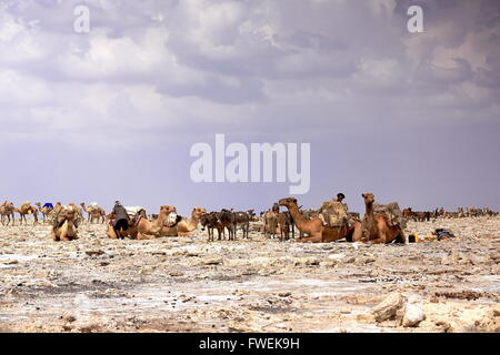 DANAKIL, Äthiopien-März 28: Afar Arbeiter Last Dromedar mit Amoli-Salz-Platten aus der Ganfur-4 kg.size-Transport zum Berahile mrkt Stockfoto