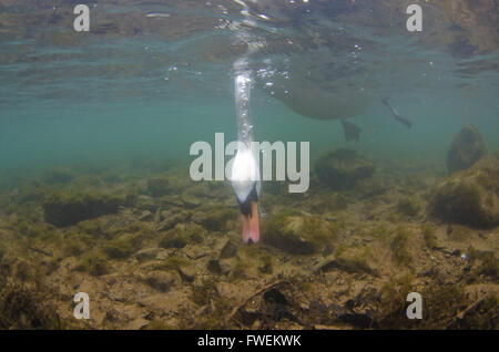 Höckerschwan Unterwasser Fütterung Stockfoto