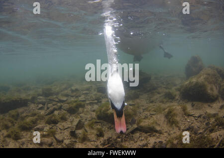 Höckerschwan Fütterung Unterwasser derbyshire Stockfoto