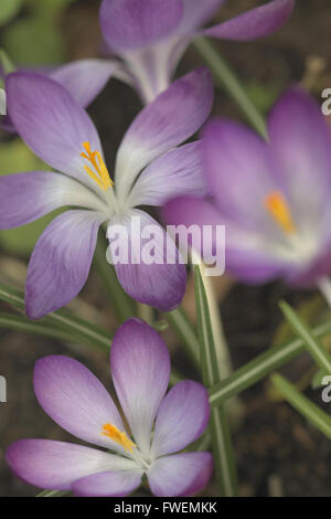 Eine Makroaufnahme von drei Violette Krokusse Stockfoto